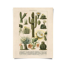 Load image into Gallery viewer, Botanical Cactus Kakteen Print | Curious Prints (TX)