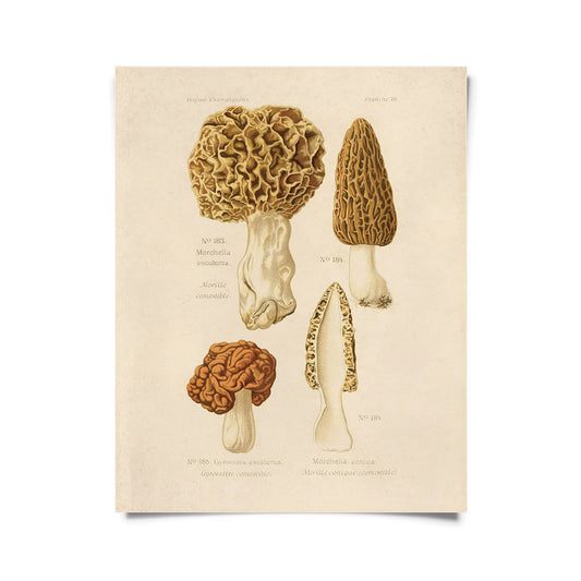 Morels Mushroom Print | Curious Prints (TX)