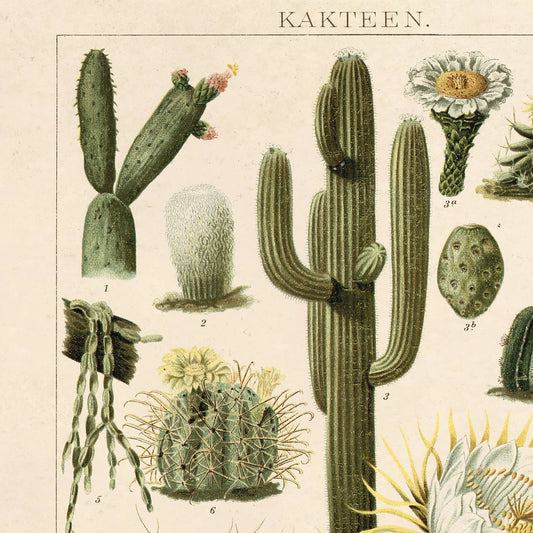 Botanical Cactus Kakteen Print | Curious Prints (TX)