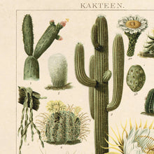 Load image into Gallery viewer, Botanical Cactus Kakteen Print | Curious Prints (TX)