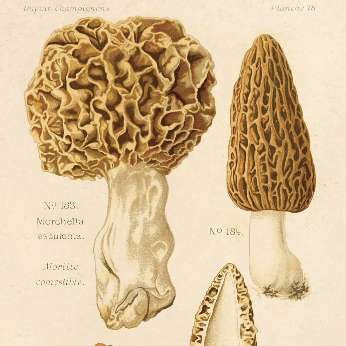 Morels Mushroom Print | Curious Prints (TX)