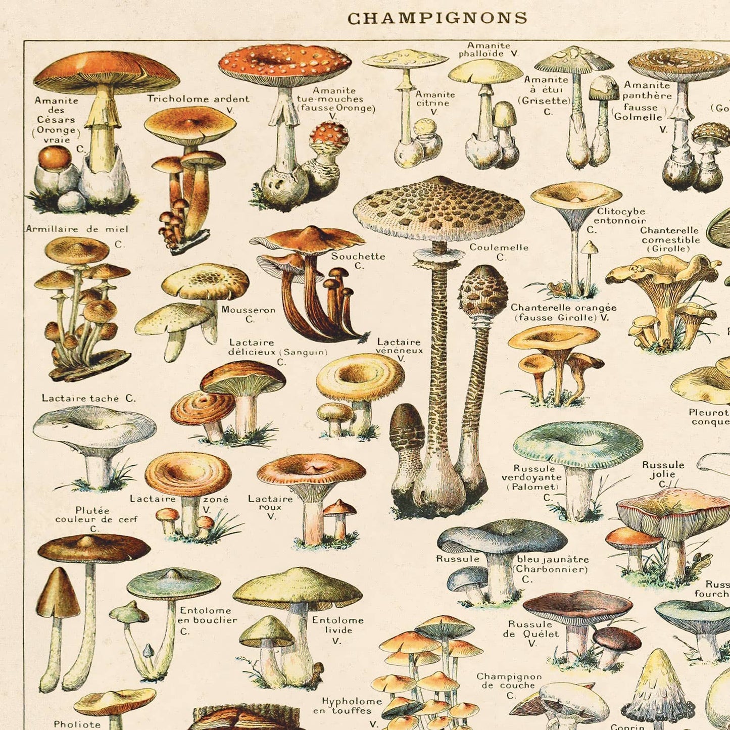 French Champignons Mushroom Print | Curious Prints (TX)