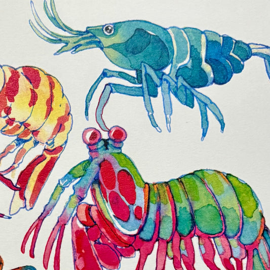 Shrimp! Art Print | Koyamori (CAN)