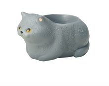 Load image into Gallery viewer, British Short Hair Cat Mini Planter (Japan)
