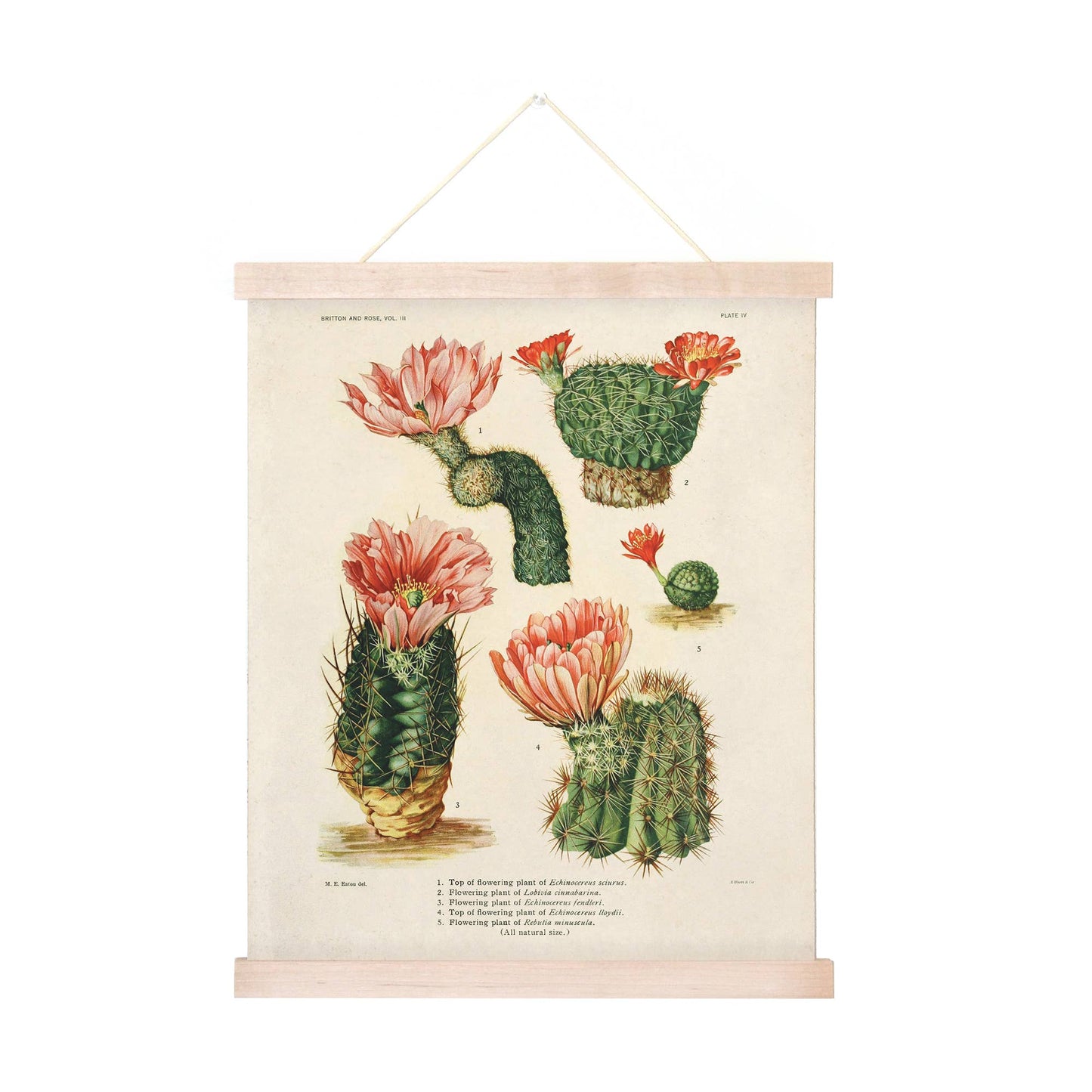 Botanical Cactus Print | Curious Prints (TX)