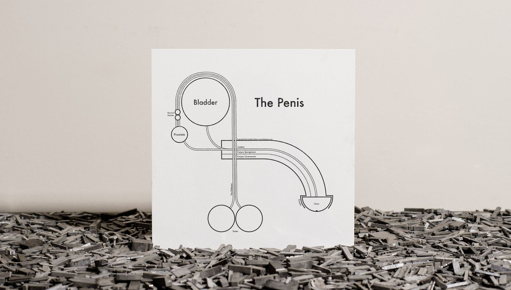 The Penis | Archie’s Press (NY)