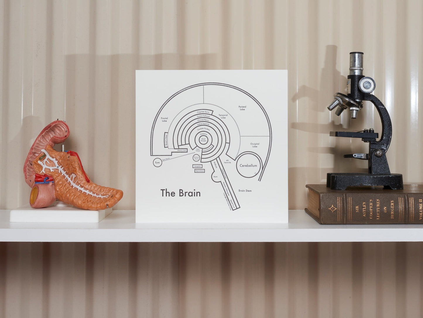The Brain | Archie’s Press (OR)