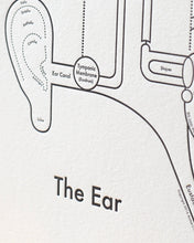 Load image into Gallery viewer, The Ear | Archie’s Press (OR)