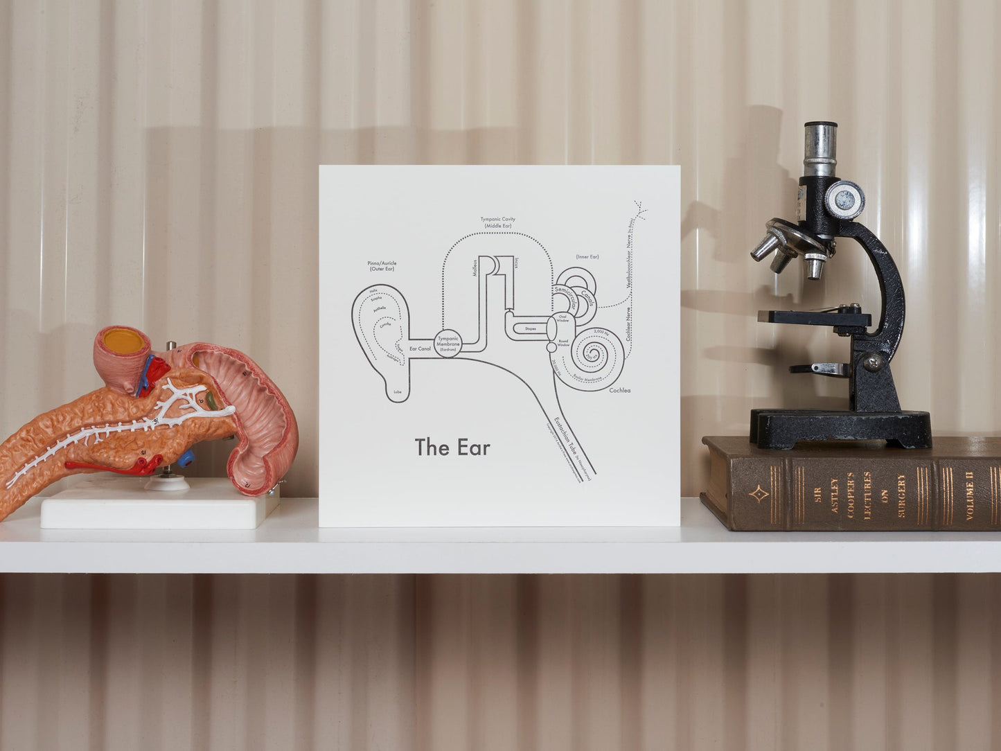 The Ear | Archie’s Press (OR)