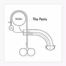 Load image into Gallery viewer, The Penis | Archie’s Press (NY)