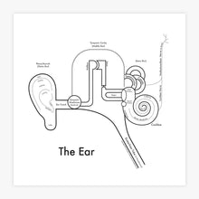 Load image into Gallery viewer, The Ear | Archie’s Press (OR)