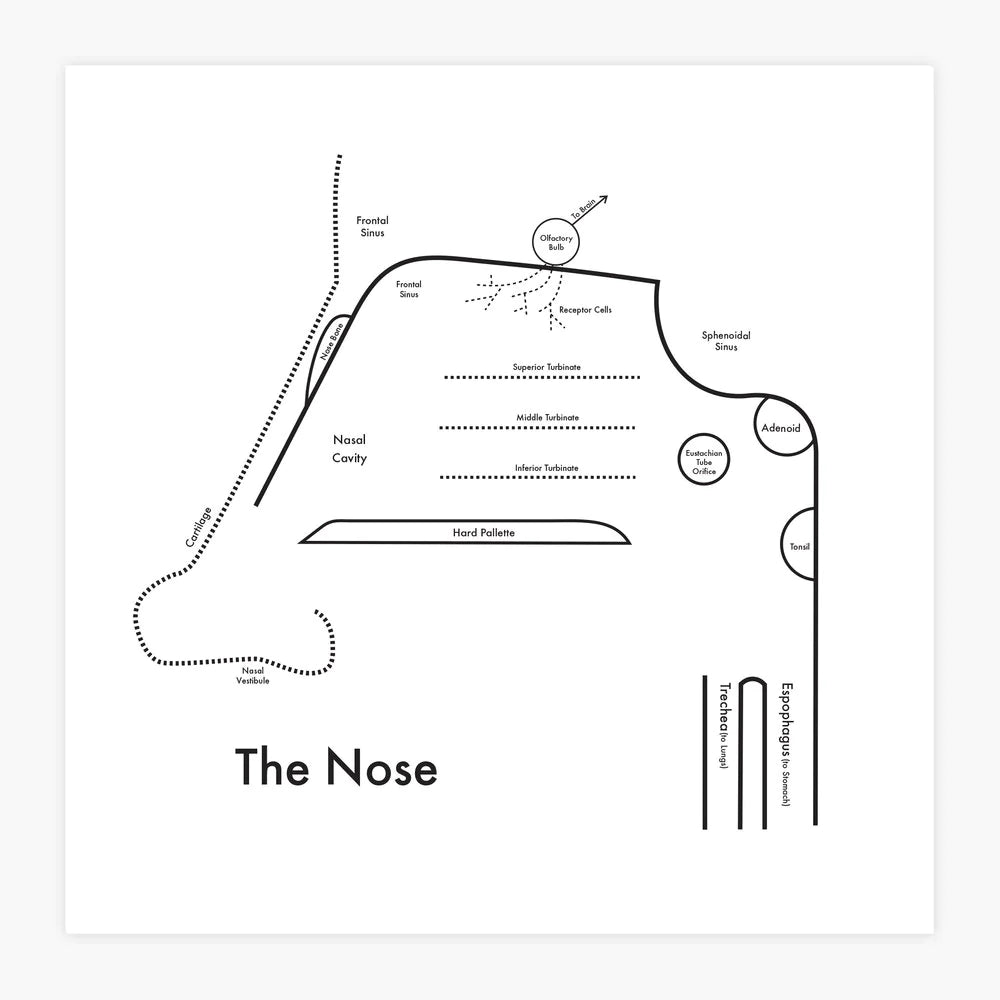 Nose | Archie’s Press (NY)