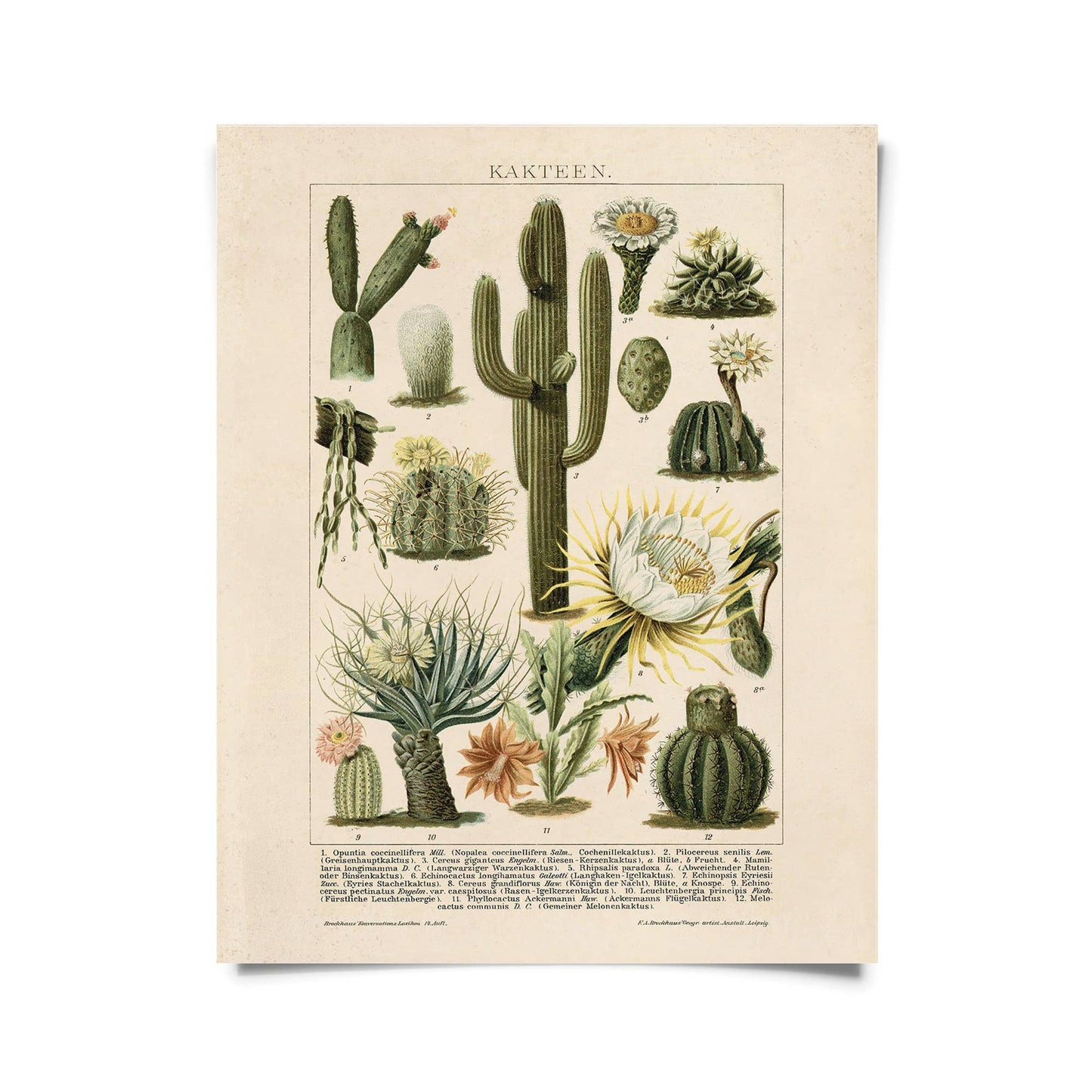 Botanical Cactus Kakteen  Print | Curious Prints (TX)