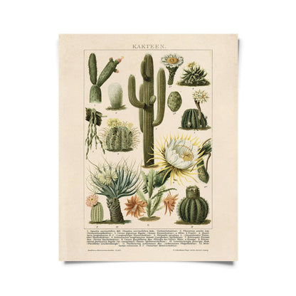 Botanical Cactus Kakteen  Print | Curious Prints (TX)