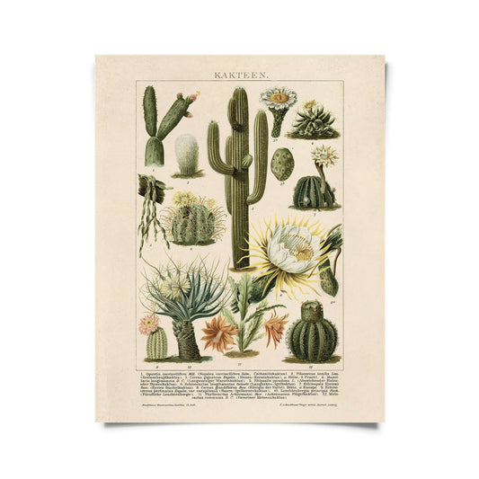 Botanical Cactus Kakteen  Print | Curious Prints (TX)