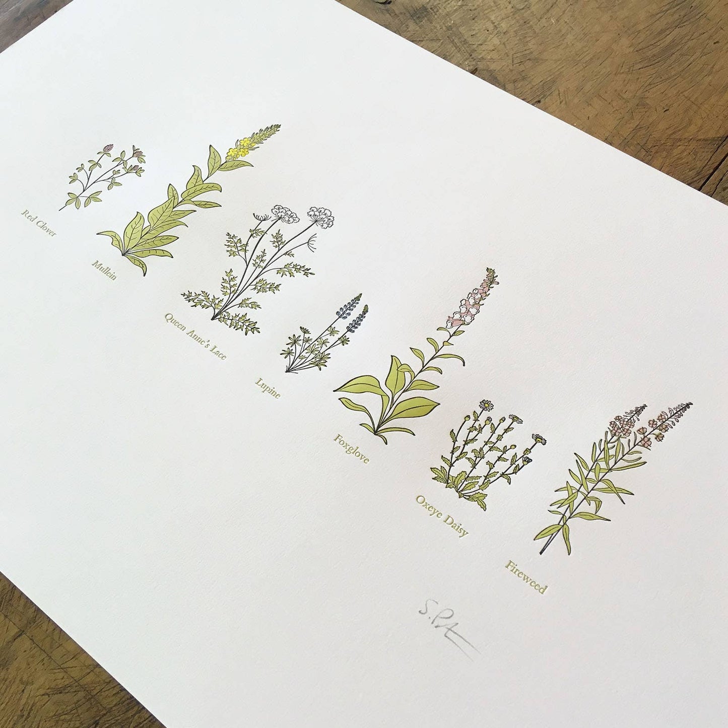 A Few Wildflowers Letterpress Print | Susan Porteous (OR)