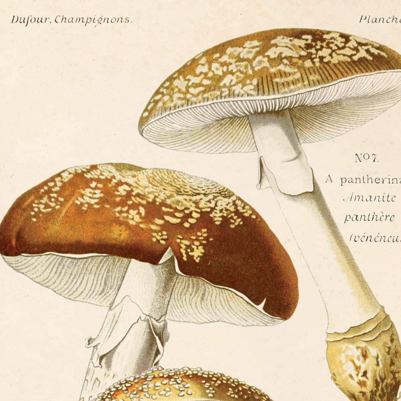 Blusher Mushroom Print | Curious Prints (TX)
