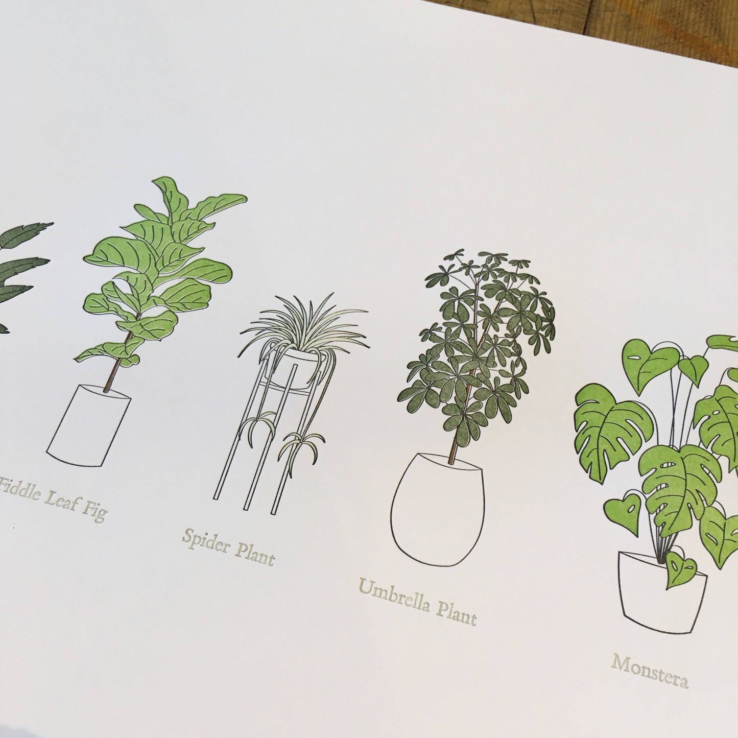 A Few Houseplants Letterpress Print | Susan Porteous (OR)