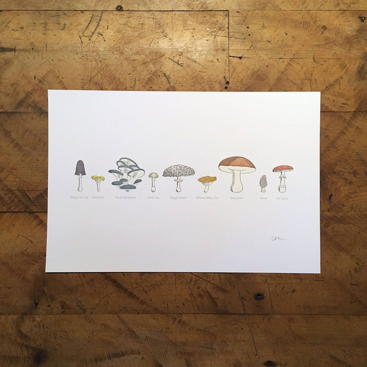 A Few Mushrooms Letterpress Print | Susan Porteous (OR)
