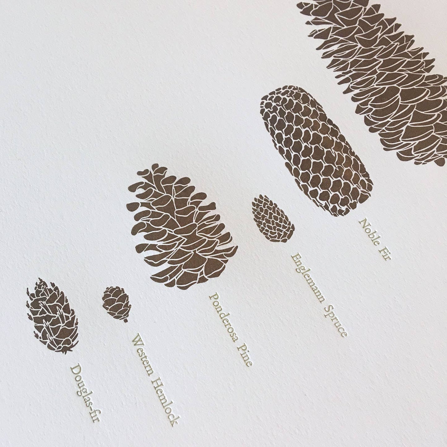 A Few Pine Cones Letterpress Print | Susan Porteous (OR)