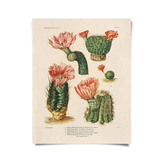 Botanical Cactus Print | Curious Prints (TX)