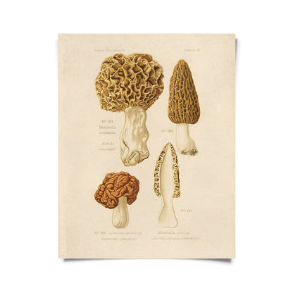 Morels Mushroom Print | Curious Prints (TX)