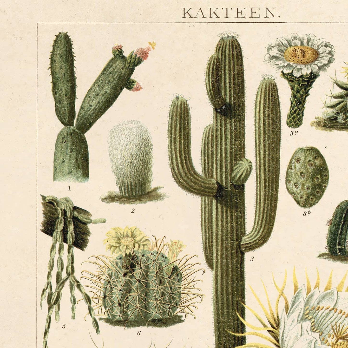Botanical Cactus Kakteen  Print | Curious Prints (TX)