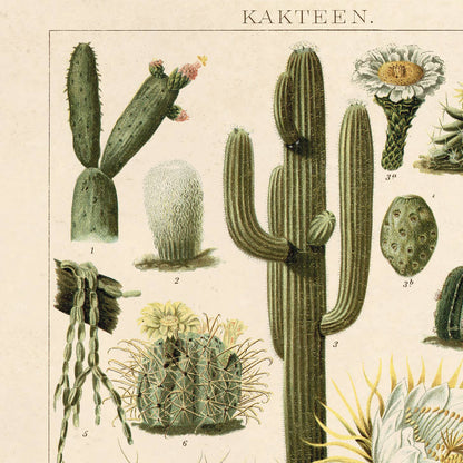 Botanical Cactus Kakteen  Print | Curious Prints (TX)