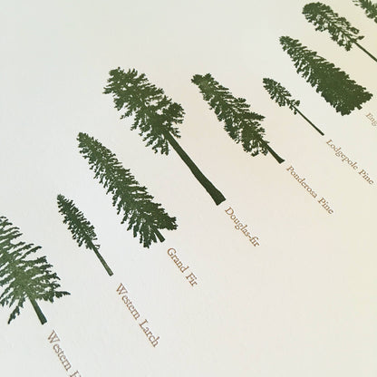 A Few Conifers Letterpress Print | Susan Porteous (OR)
