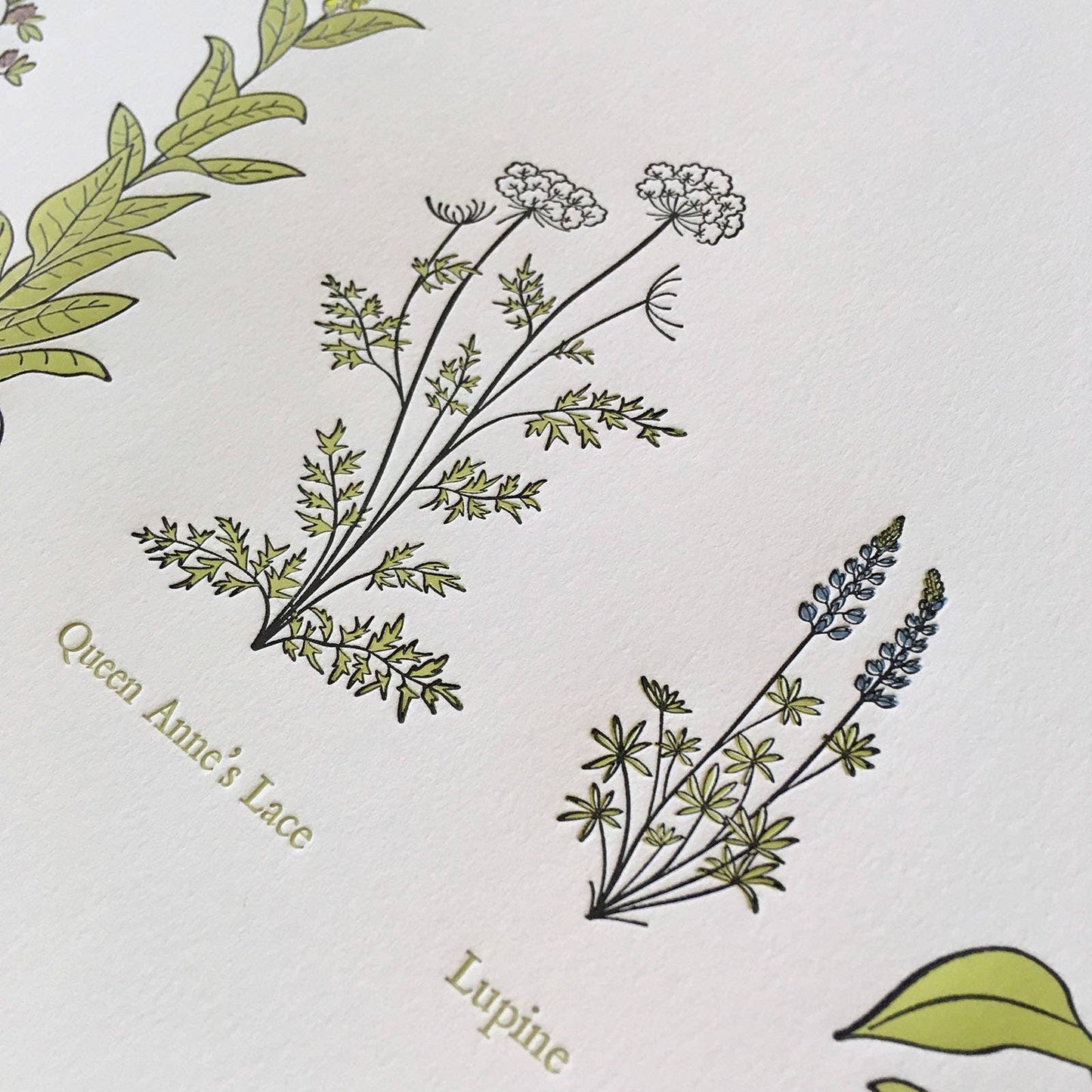 A Few Wildflowers Letterpress Print | Susan Porteous (OR)