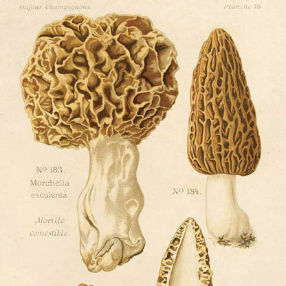 Morels Mushroom Print | Curious Prints (TX)
