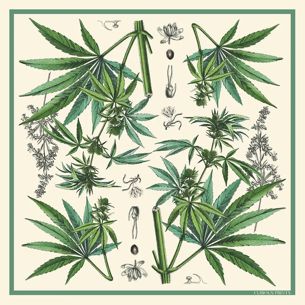 Silk Cannabis Scarf | Curious Prints (TX)