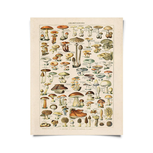French Champignons Mushroom Print | Curious Prints (TX)