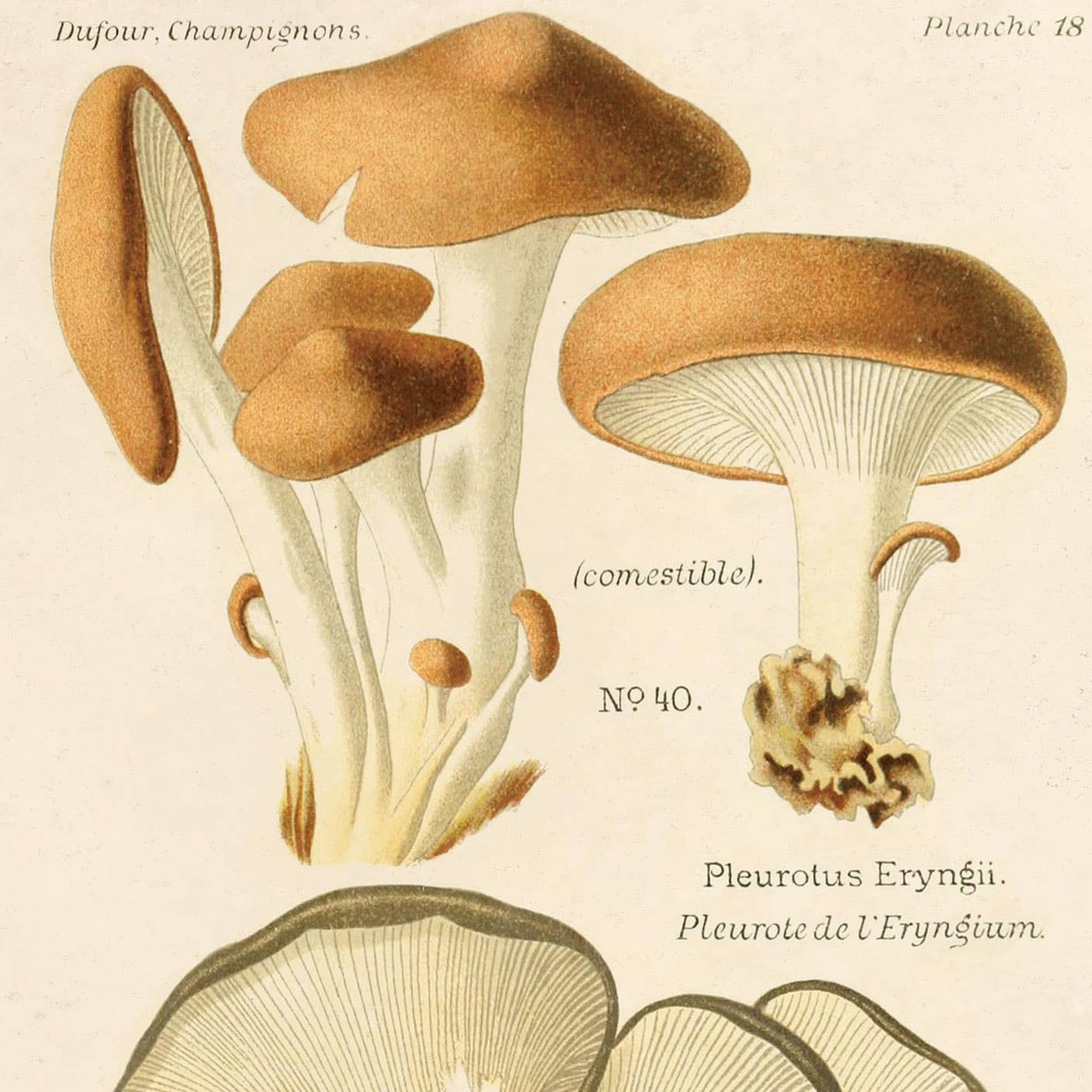 Oyster Mushroom Print | Curious Prints (TX)