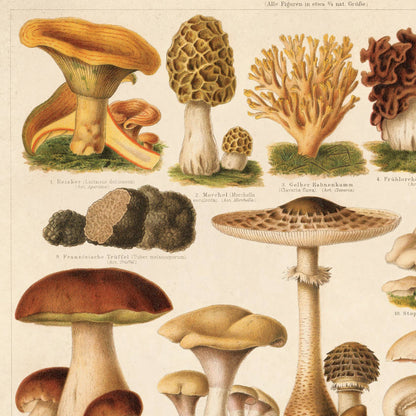 German Mushroom Pilze  Print | Curious Prints (TX)