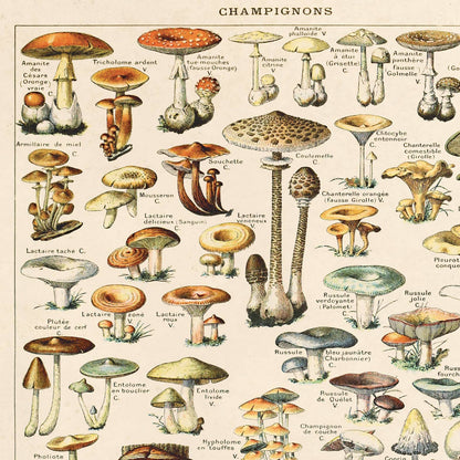 French Champignons Mushroom Print | Curious Prints (TX)