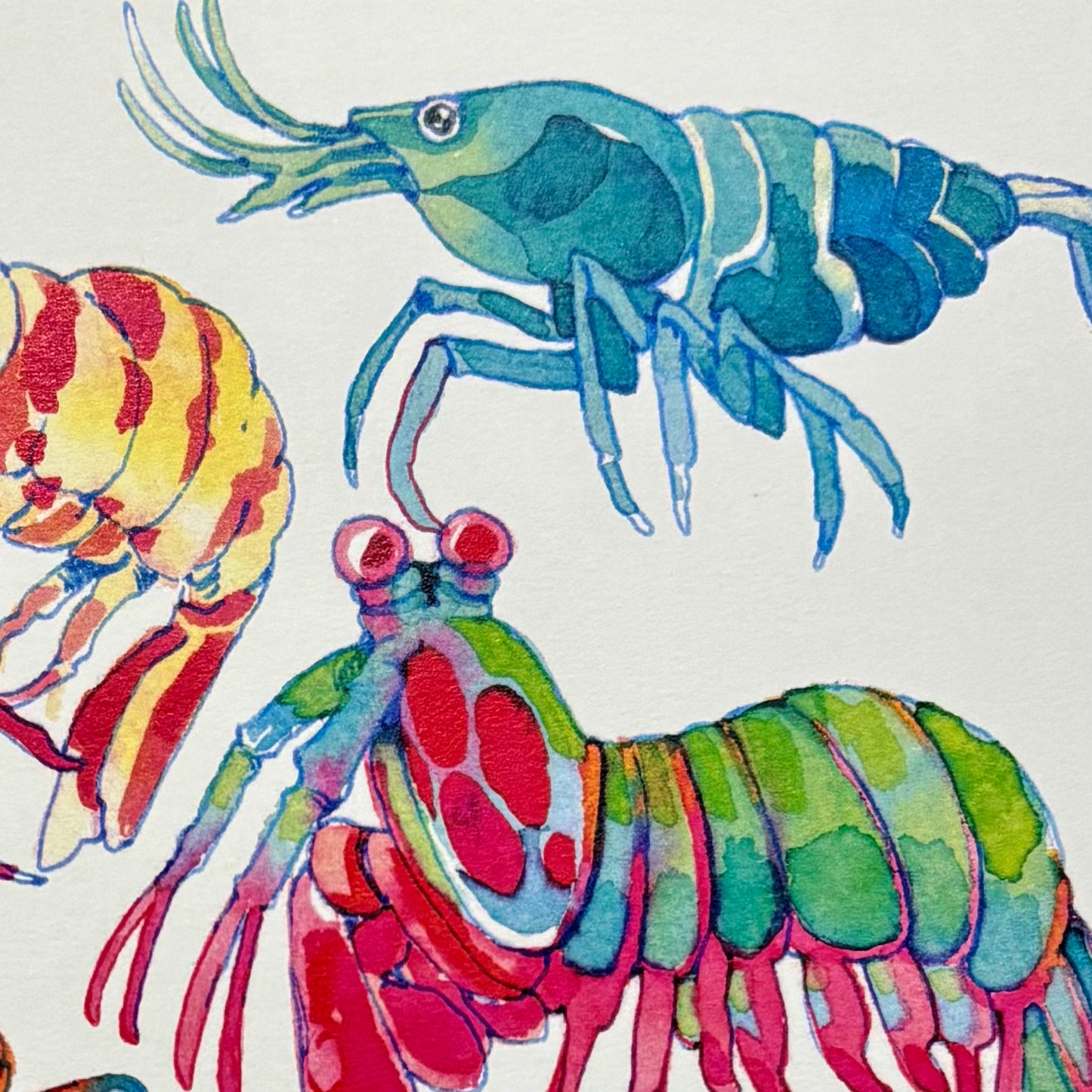 Shrimp! Art Print | Koyamori (CAN)