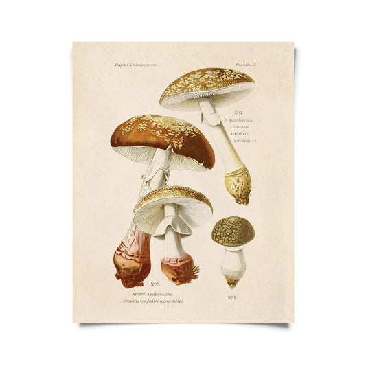 Blusher Mushroom Print | Curious Prints (TX)