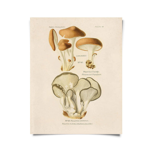 Oyster Mushroom Print | Curious Prints (TX)
