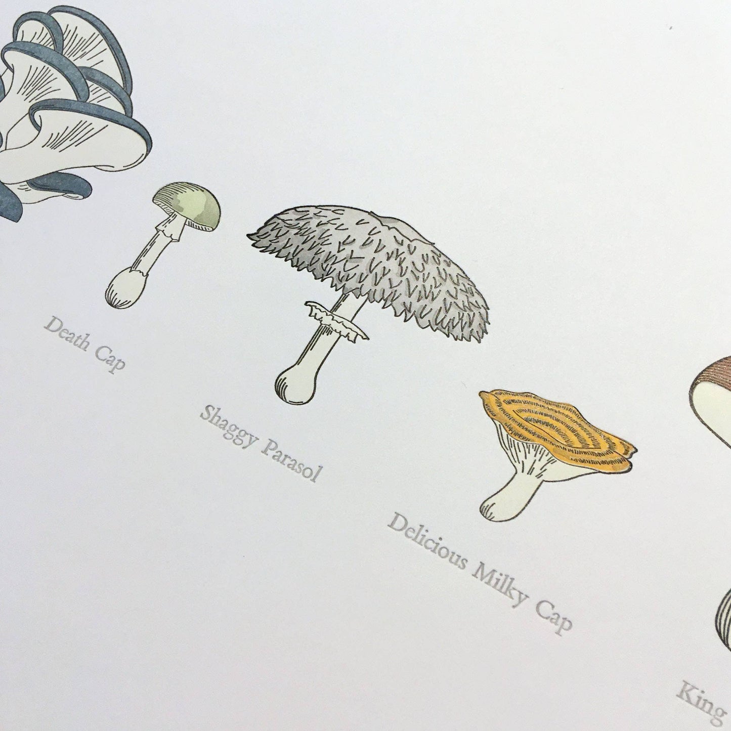 A Few Mushrooms Letterpress Print | Susan Porteous (OR)