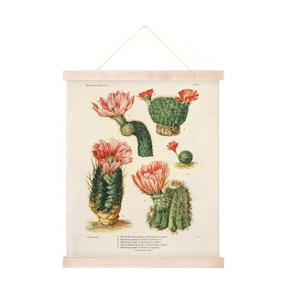 Botanical Cactus Print | Curious Prints (TX)