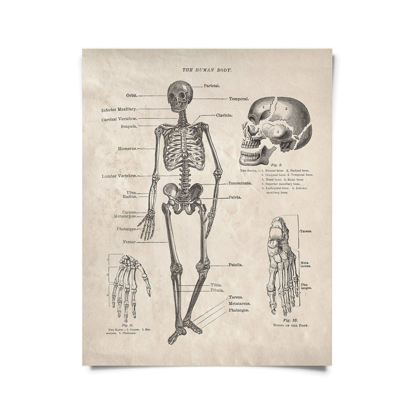 Human Anatomy Skeleton Print| Curious Prints (TX)