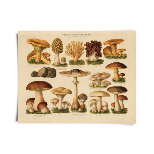 German Mushroom Pilze  Print | Curious Prints (TX)