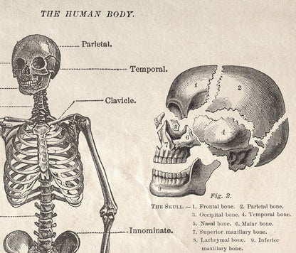 Human Anatomy Skeleton Print| Curious Prints (TX)