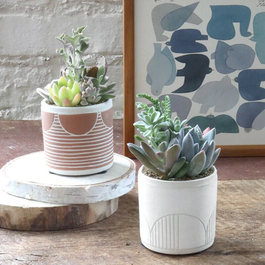 Striped Terracotta Planter 7 cm (Japan)