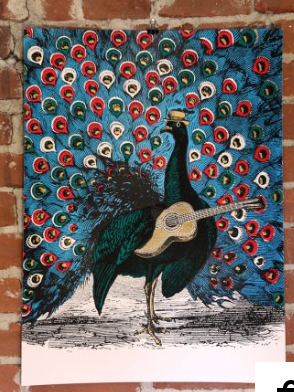Peacock Strummer | Nate Duval (MA)