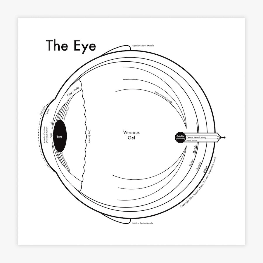 The Eye | Archie’s Press (OR)