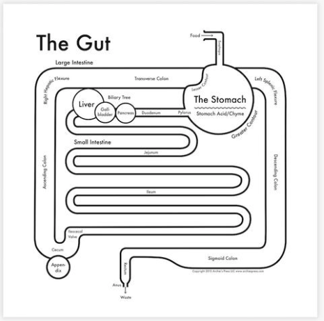 The Gut | Archie’s Press (OR)