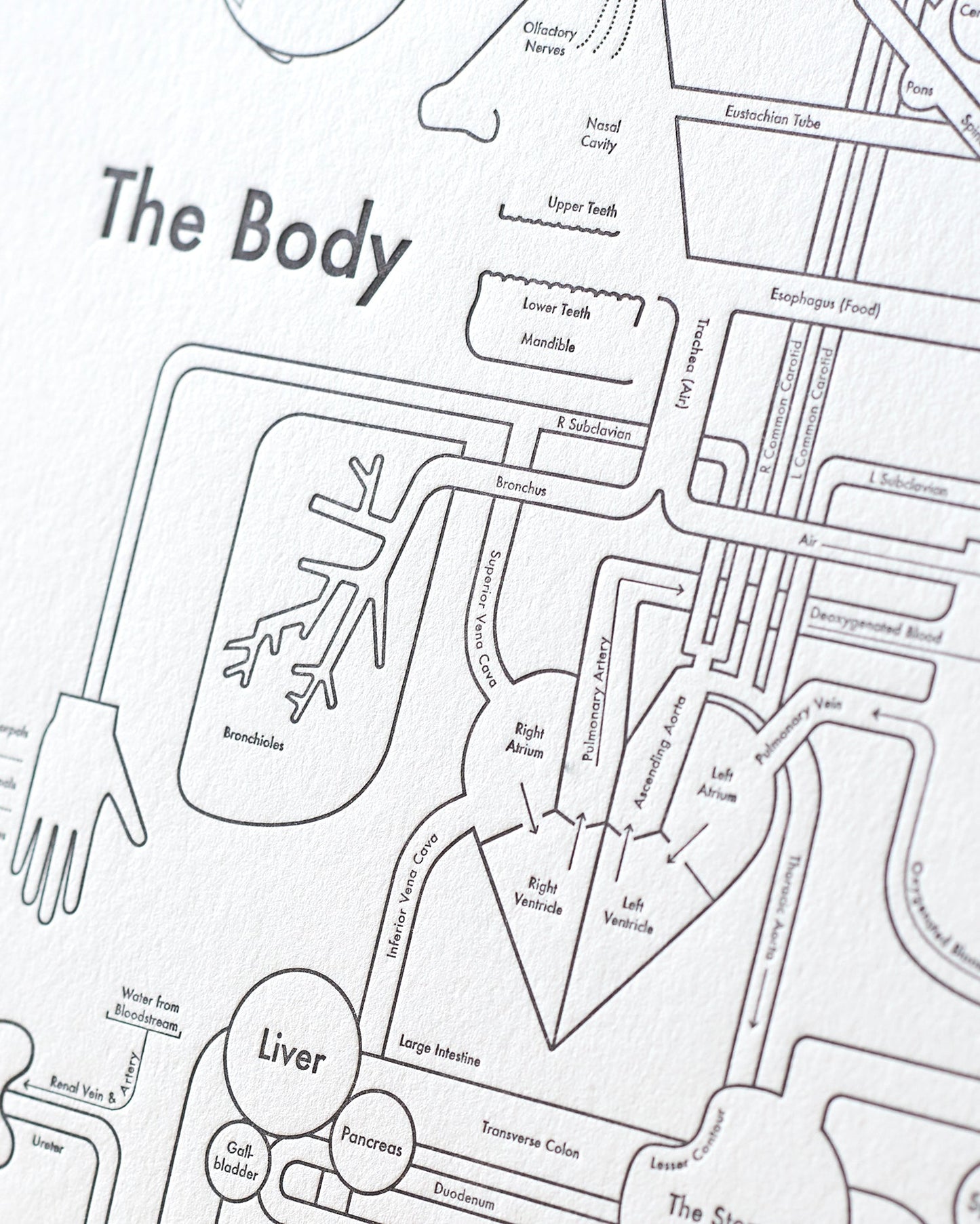 The Body | Archie’s Press (OR)