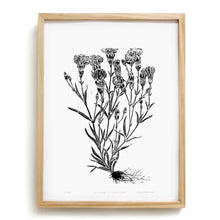 Load image into Gallery viewer, Carnation by Anna Tovar (TX) | 18x24
